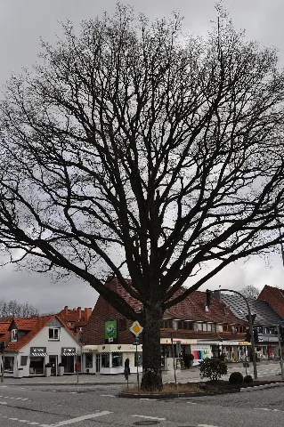 Friedenseiche Hamburg Wellingsbüttel.ajb