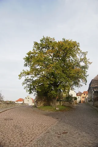 Friedenseiche Querfurt