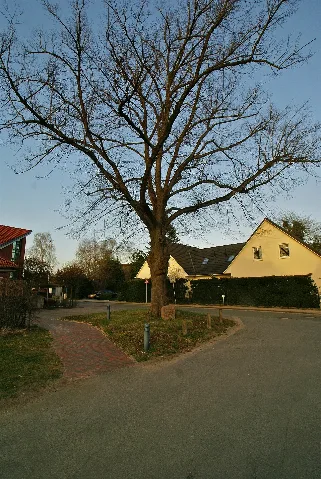 Friedenslinde In Delingsdorf
