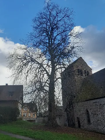 Friedenslinde In Lahr