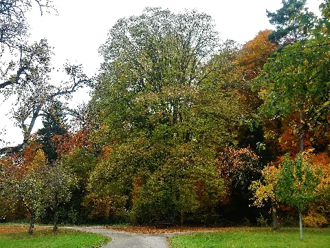 Friedenslinde Von 1871 Bei Oberjesingen Panoramio