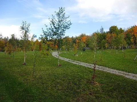 Friedhof Rosenberg Baumgräber