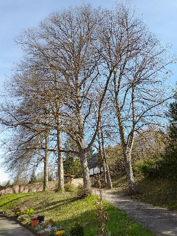 Friedhofsallee In Lahr Sulz