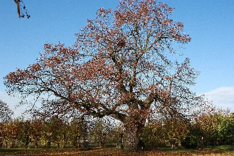 Friedhofslinde Etzleben Panoramio