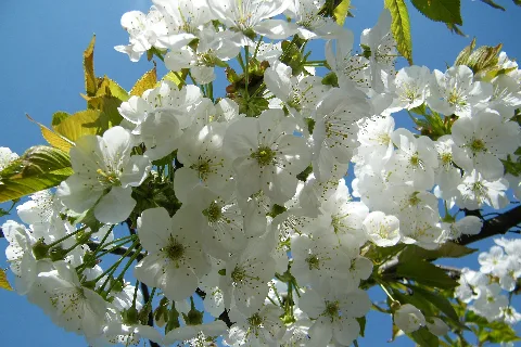 Frühling Am Rhein Panoramio