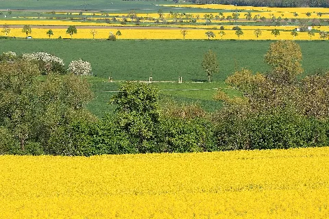 Agrarlandschaft im Naturpark Saale-Unstrut-Triasland im Bereich von Freyburg (Unstrut) und Naumburg (Saale), Sachsen-Anhalt. Blick von der B 180 südlich von Freyburg-Nißmitz (Parkplatz aus Richtung Naumburg) übers Unstruttal nach Osten. Rapsfeld im Vordergrund/unten im Bild Freyburger, oben Naumburger Gebiet; Landschaftsschutzgebiete „Unstrut-Triasland“ und „Saale“.