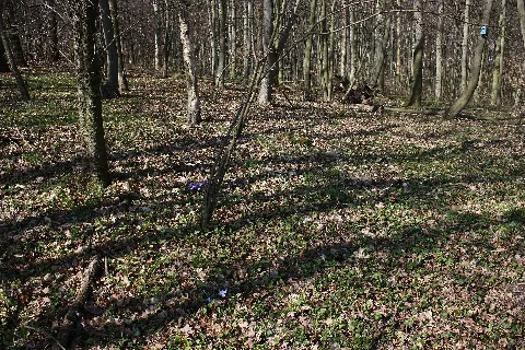 Frühlingsrundwanderung Schmücke Bei Heldrungen Buchenmischwald Panoramio
