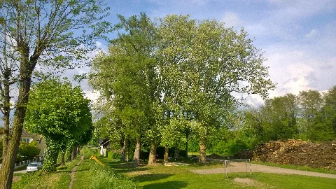 Fuenf Platanen In Enns 1