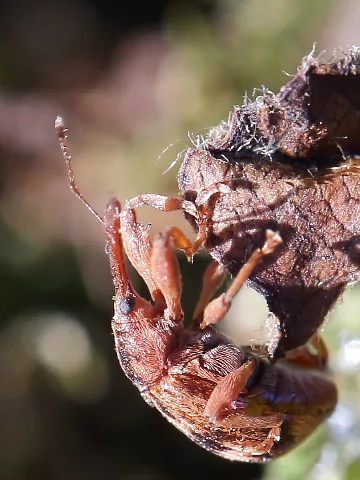 Furcipus Retrirostris Close Up (14025242128)