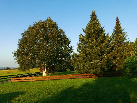 Garden Panoramio (4)