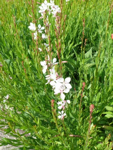 Gaura Lindheimeri Prachtkerze 1063