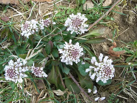 Gebirgs Hellerkraut