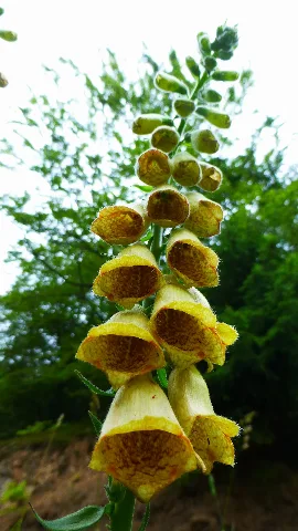 Gelbe Fingerhut (Digitalis Lutea)