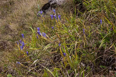 Gentianella Ciliata Michad 1