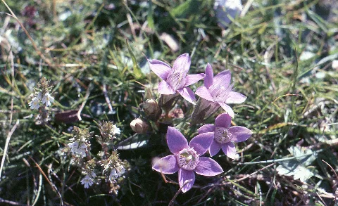Gentianella Germanica (Willd.) Boerner (7561435306)