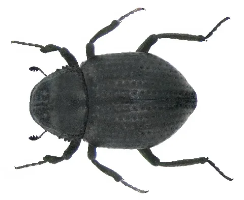 Georissus Crenulatus (Rossi,1794) (4199177955)