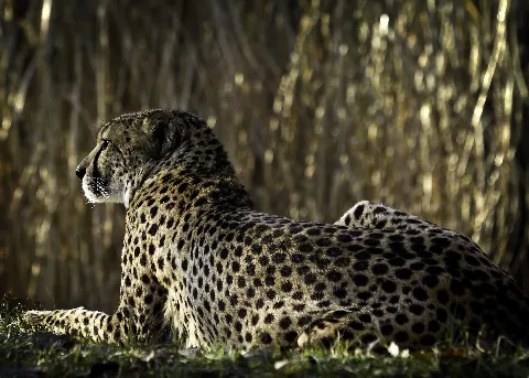 Gepard H25P