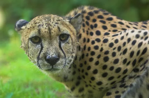 Gepard Zoo Rostock