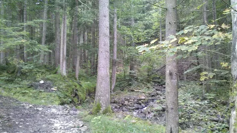 Gereuthbächlein