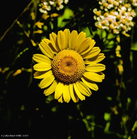 Germering, Blüte Einer Gerbera Hybride (14104373498)