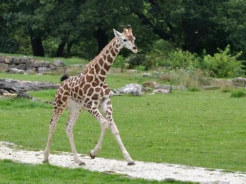 Giraffa Camelopardalis Rothschildi Qtl2