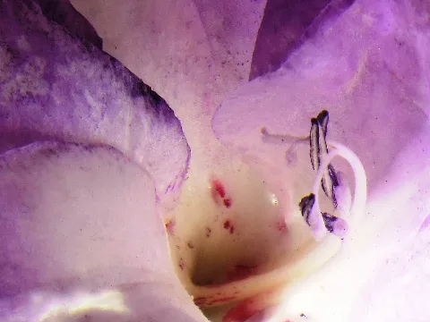 Gladiole 01