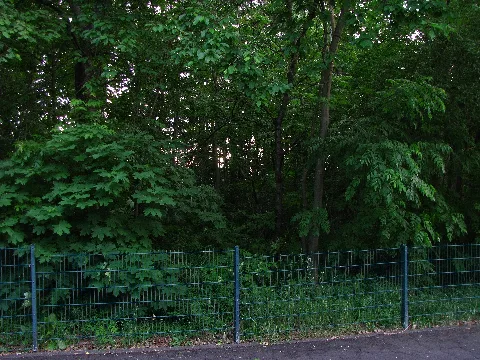Glb 611.001,Lindenberg Alte Sandgrube Mit Eichen Kiefer Mischwald,2,Lindenberg,Kassel