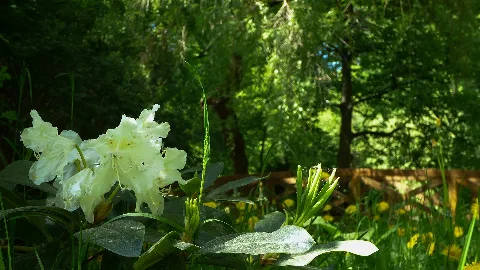 Das Bild stammt aus dem Stadtpark der Stadt Chemnitz/Sachsen und somit dem Schutzgebiet "Südlicher Stadtpark" im Stadtteil Altchemnitz.