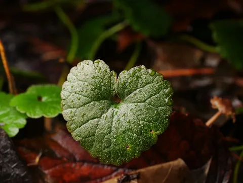 Glechoma Hederacea 109725945