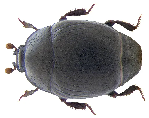 Gnathoncus Nannetensis Marseul, 1862 (3231195241)