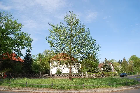 Goetheeiche Schöneiche 2