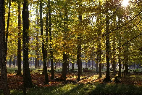 Göttingen, Damwildgehege Am Kehr