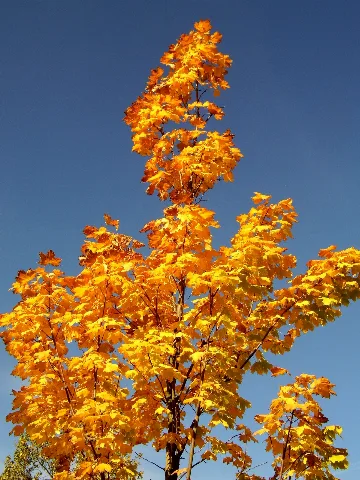 Goldener Oktober Panoramio (5)