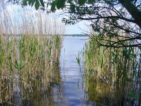 Golm Schilfguertel Am Zernsee (Reedbelt On The Zernsee) Geo.hlipp.de 36858