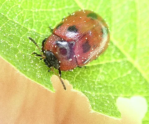 Gonioctena Viminalis Front