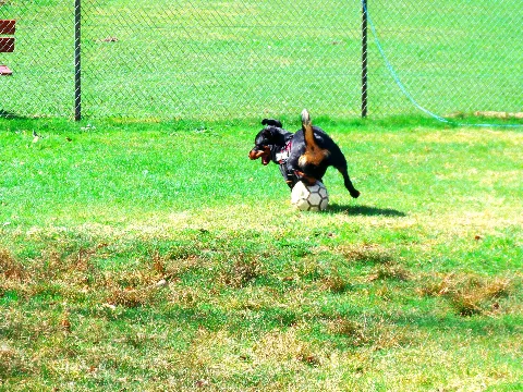 Good Dribbling Panoramio