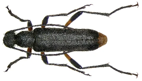Grammoptera Abdominalis (Stephens, 1831) (2871750851)