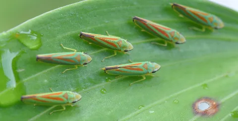 Graphocephala Fennahi 003