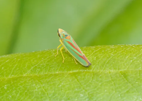 Graphocephala Fennahi Qtl2