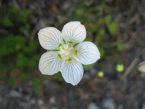 Grass Of Parnassus