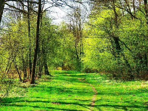 Green Hell Panoramio (1)