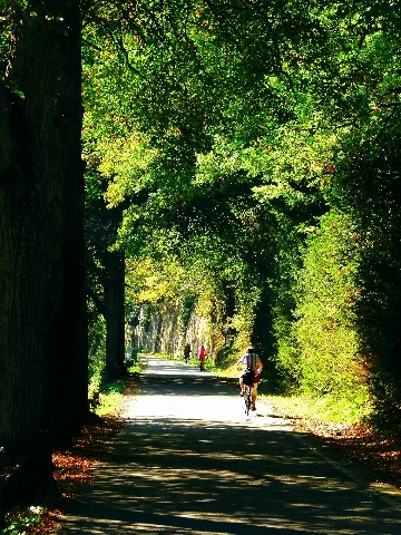 Green Tunnel Panoramio