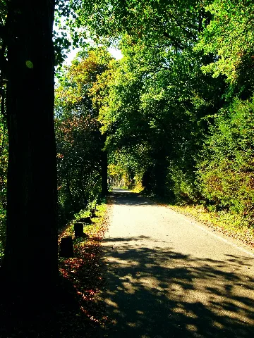 Green Tunnel Without Bicycles Panoramio