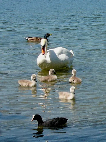 Greifensee Schwäne01