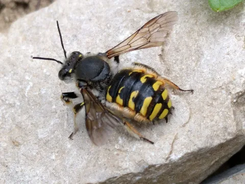 Grenchen Grote Wolbij (Anthidium Manicatum)