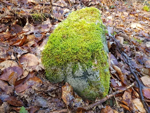 Grenzstein Kreuzweg (Stuttgart) Nr 74 Koordinaten (oben), Standort: Kreuzweg, Grenzverlauf zwischen dem Stadtteil Büsnau (Stadtbezirk: Stuttgart-Vaihingen) und Stadtteil Lauchäcker (Stadtbezirk: Stuttgart-Vaihingen), Stadt: Stuttgart, Land: Deutschland
