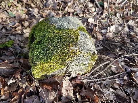 Grenzstein Waldau Waldwiesen Nr 29, Standort: entlang eines Gartengrundstückes mit dem Namen Waldwiesen, Stadtteil: Waldau, Stadtbezirk: Degerloch, Breitengrad: 48.73916666666667, Längengrad: 9.185277777777777