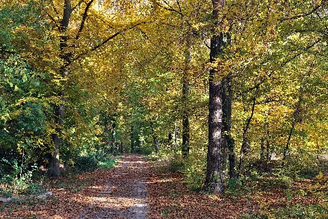 Greutterwald Im Herbst