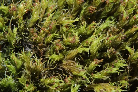 Grimmia Hartmanii (D, 145056 482526) 2042