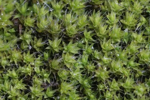 Grimmia Laevigata (A, 153523 482446) 6895